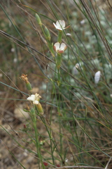 Dianthus marschallii