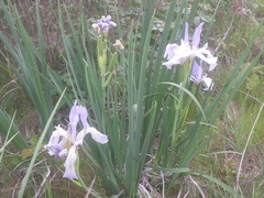 Iris longipetala