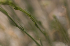 Menodora scabra glabrescens