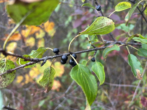 common buckthorn