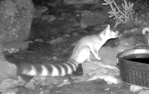 Ringtail observed by jimtaulman