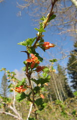 Ribes pinetorum
