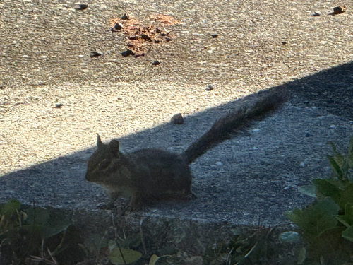Yellow-cheeked Chipmunk observed by hurricane_hill