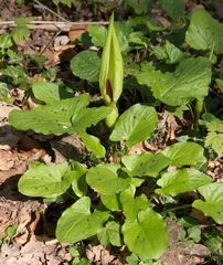 Arum maculatum