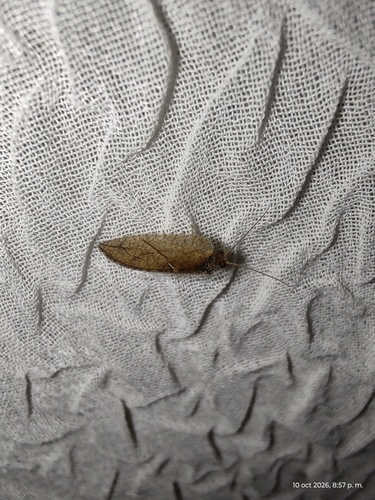 Crisopa parda
