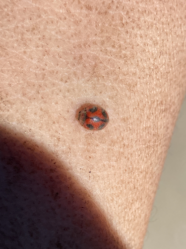 Rodolia cardinalis, 2026-10-14