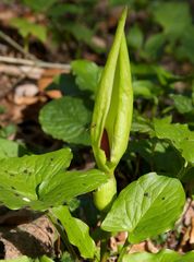 Arum maculatum
