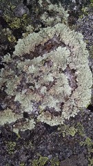 Arctoparmelia centrifuga