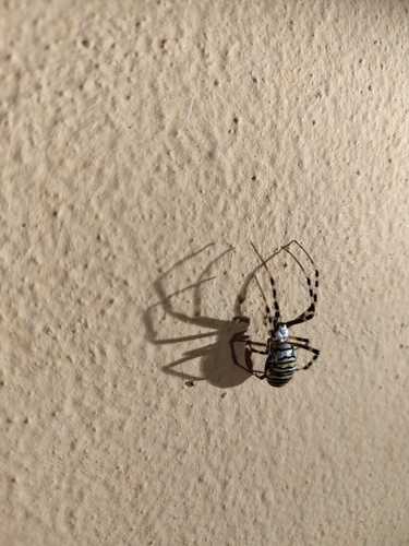 Wasp Spider