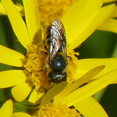 Osmia georgica