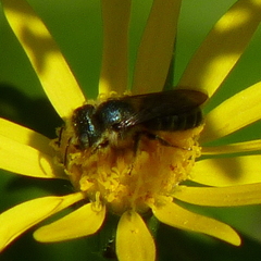 Osmia georgica