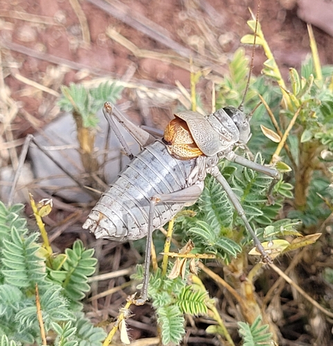 Alpine Saddle-backed Bush-cricket