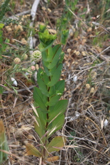 Bupleurum rotundifolium