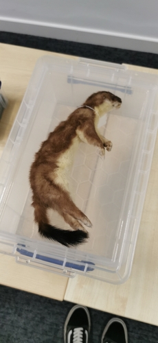 Eurasian Stoat observed by salemgt