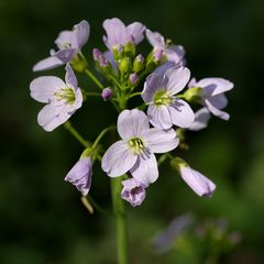 Cardamine pratensis