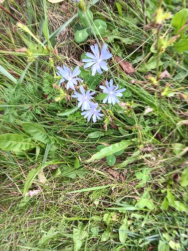 chicory