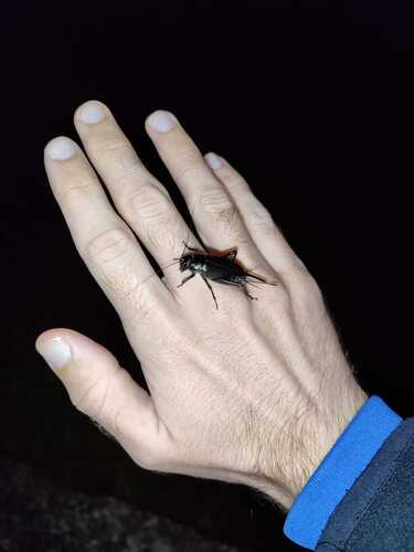 Southern Field Cricket