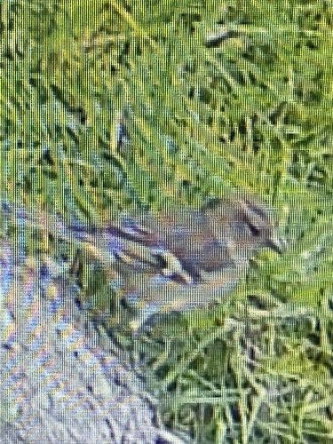 Common Chaffinch