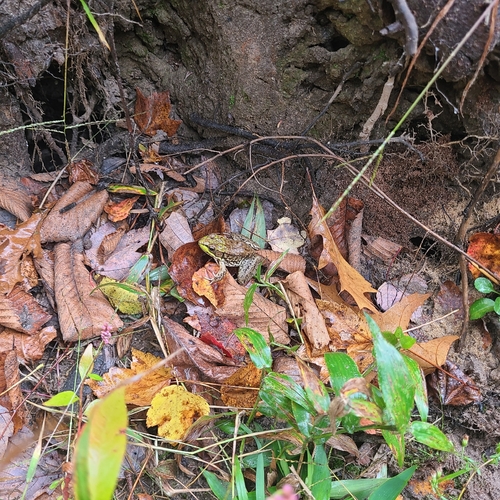 Green Frog
