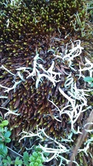 Thamnolia vermicularis