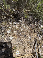 Leptosiphon jamauensis