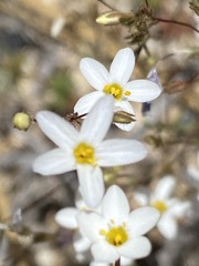 Leptosiphon jamauensis