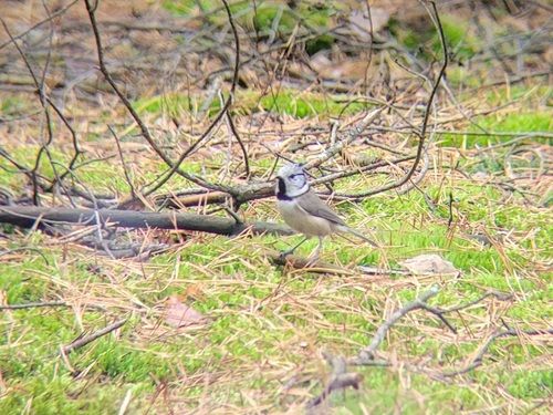 Crested Tit