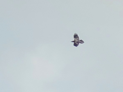 Common Raven