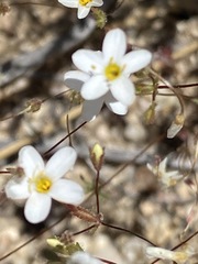 Leptosiphon jamauensis