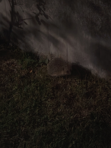 Common Hedgehog