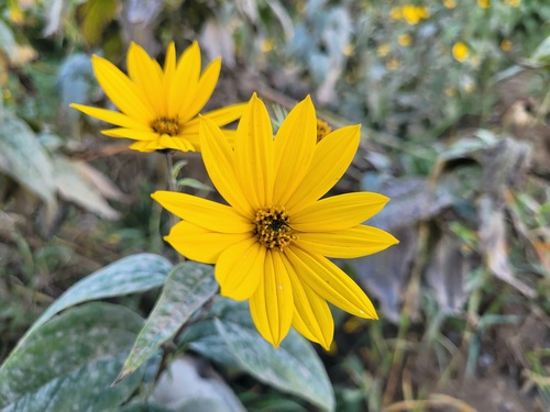 Jerusalem artichoke