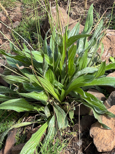 ribwort plantain