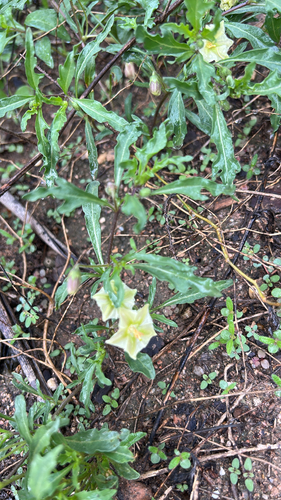 Edwards plateau five-eyes