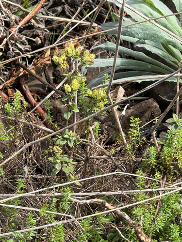 Origanum vulgare virens