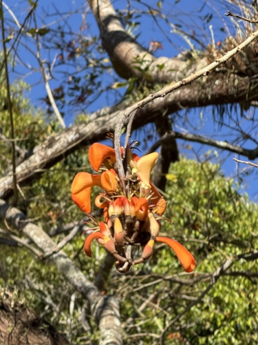 Erythrina fusca observed 2026-10-14