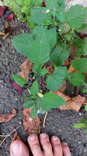black nightshade