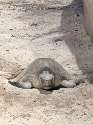 Lepidochelys olivacea observed 2026-10-13