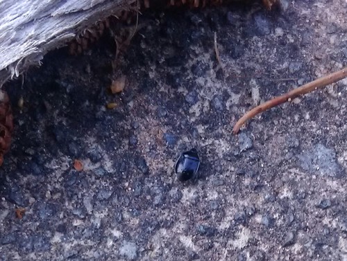 Sehirus cinctus