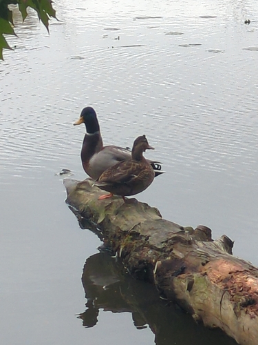 Mallard