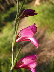 Gladiolus illyricus