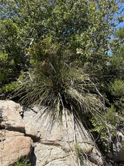 Nolina palmeri