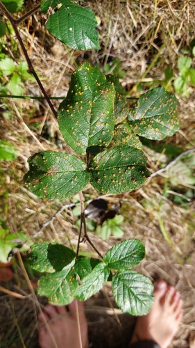 pale bramble rust