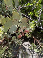 Arctostaphylos peninsularis