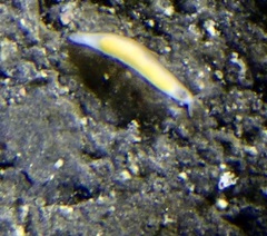 Vorticeros praedatorium