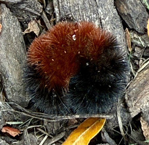 Isabella Tiger Moth
