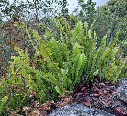 Nephrolepis acutifolia observed 2026-10-13