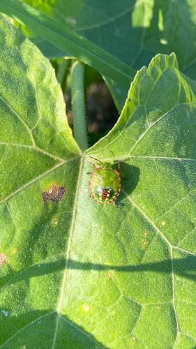 Southern Green Stink Bug
