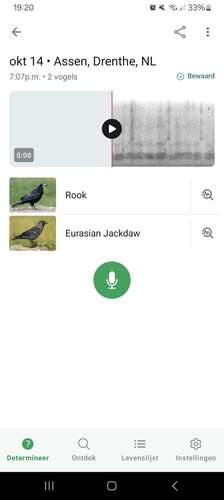 Eurasian Jackdaw