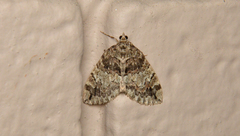 Hydriomena irata