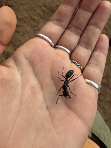 African stink ant